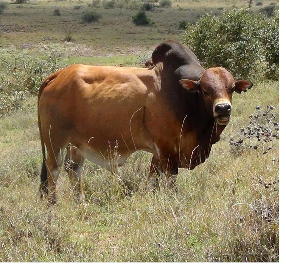 Cattle in a pastoral setting