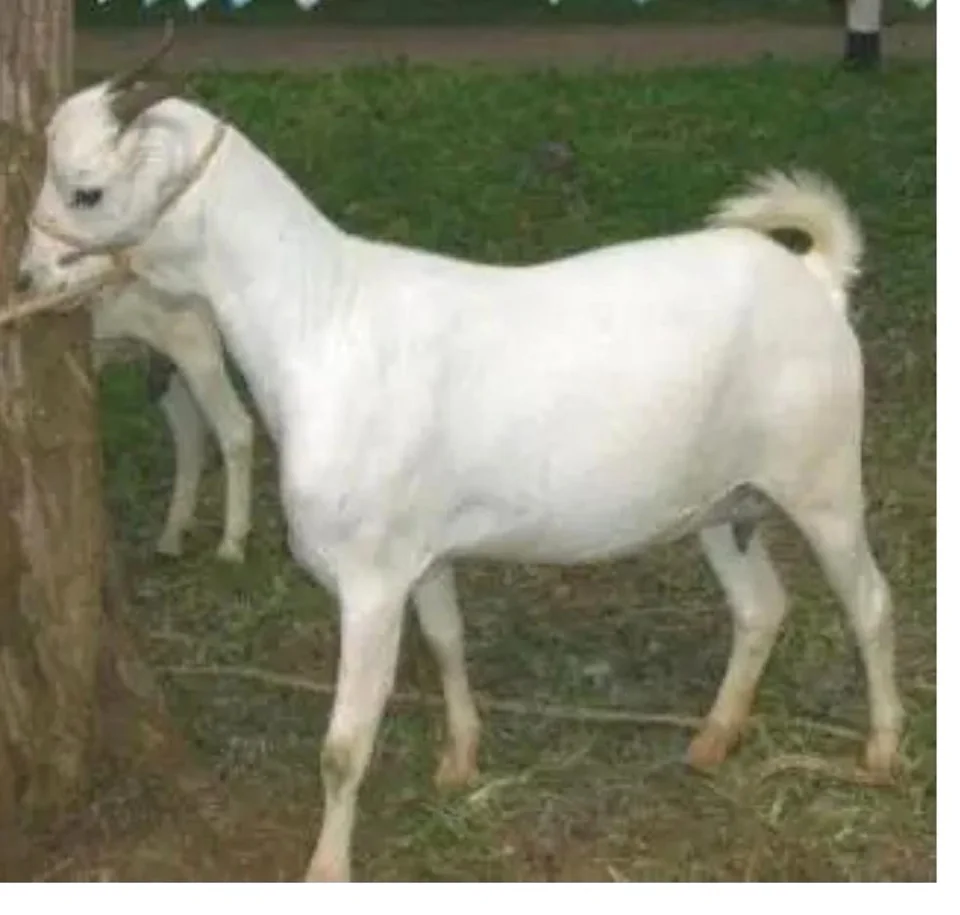 White goat in an outdoor setting
