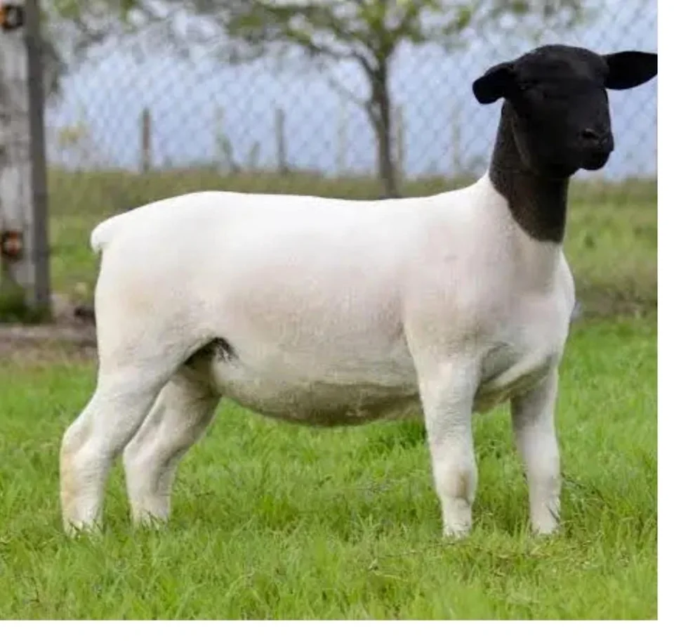 Sheep with a white body and dark head